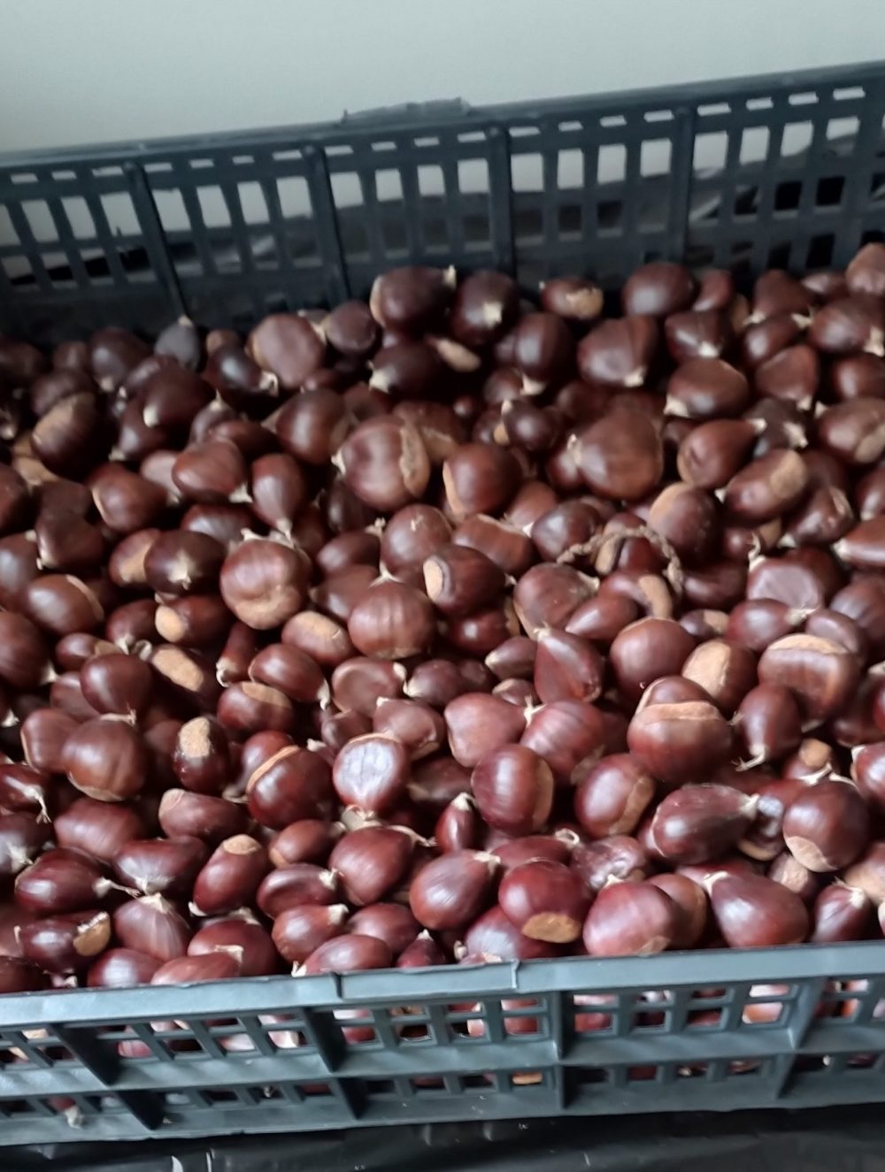 castanhas